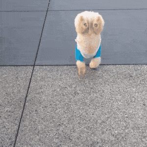 gif搞笑段子:大姐,管管你家老头吧,他一出门就跟在漂亮姑娘后面!