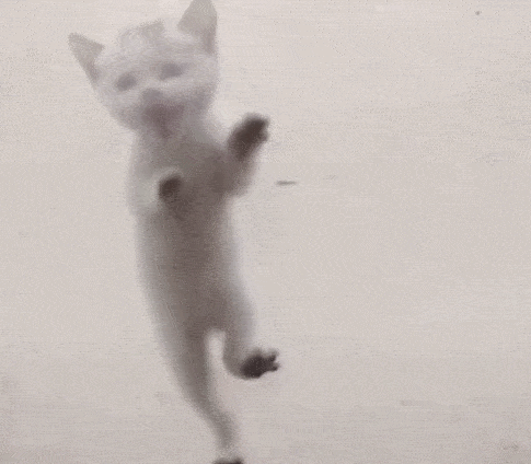 小猫徒手爬光滑玻璃门,飞檐走壁的工夫,让人深深佩服!