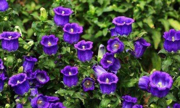 原创乡村最常见的1种铃铛花花色为紫色白色盆栽观赏价值极高