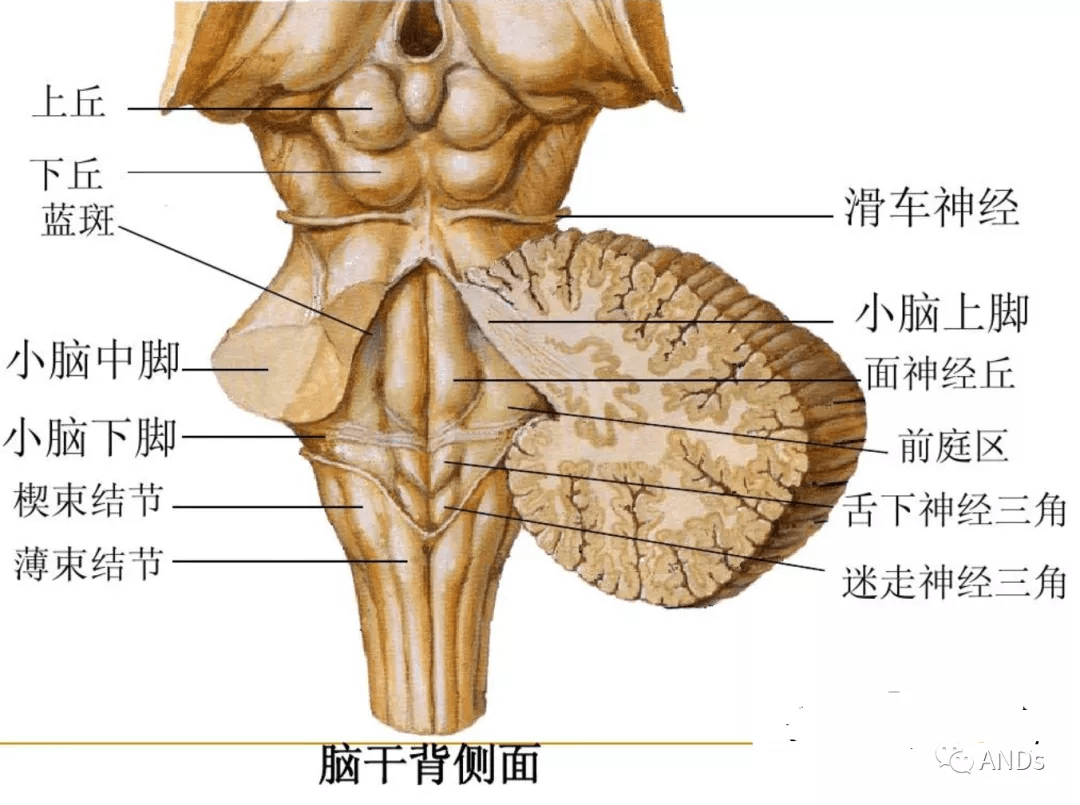 图文详解脑干解剖和结构