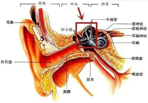耳朵的结构示意图