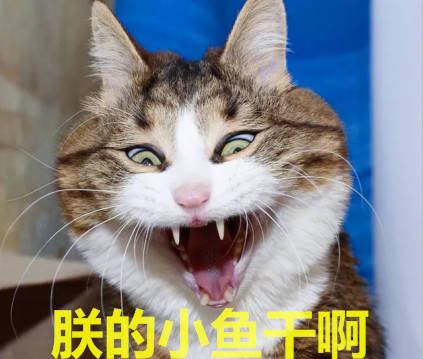 吃货猫咪看美食节目看疯了,不断张牙舞爪:朕的肉干,不