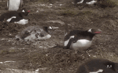 马化腾,快来管理一下你的员工