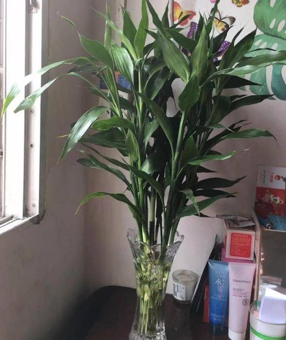 富贵竹几天才生根 2e84256d0f5e4741b9deedc30bdb44e7.jpeg