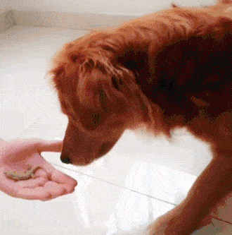 上小学时,有次我考试考了58分,然后我改成了88分让我妈看,我妈一眼就