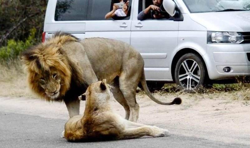 狮子为什么不攻击车子里面的游客和摄影师？
