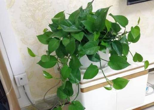 怎么养花才能养得好绿萝 869d9a9029574f10b88c14fc956bf7e1.jpeg