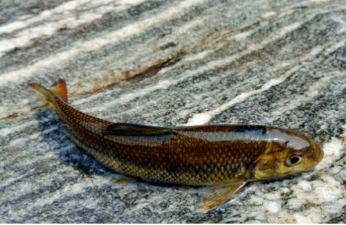 泰山的小鱼，6年长不到10CM，曾是宫廷御品，今价格竟高达5位数？