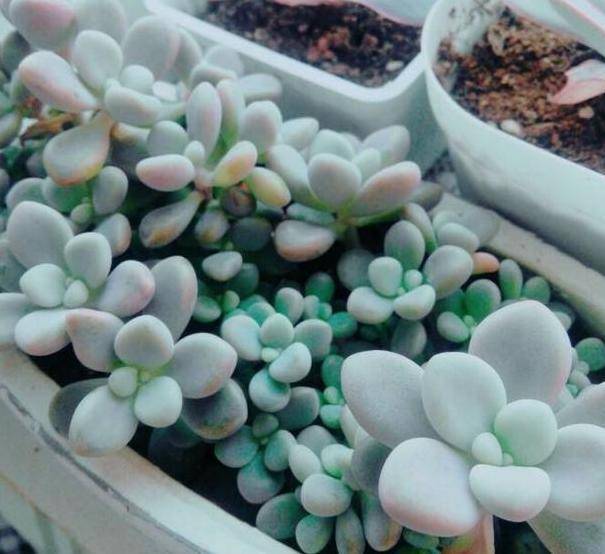 多肉种子发芽后怎么处理 0b8a731789db480f8493d14067f5ad31.jpeg