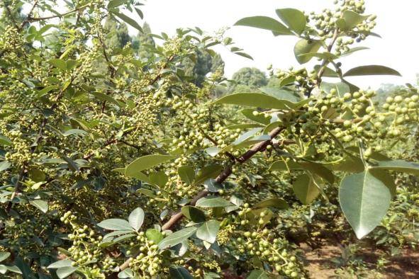 怎样挑选好的花椒 63cf2bf254a44be59f430d126003d9f7.jpeg