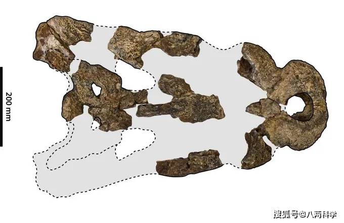 在研究沼王鳄属化石时发现了一种大约生存于533万至258万年前,未知的