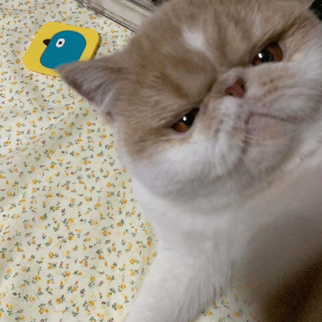 2a3e717d8c0944368b21fbcf6cb63fb5.png