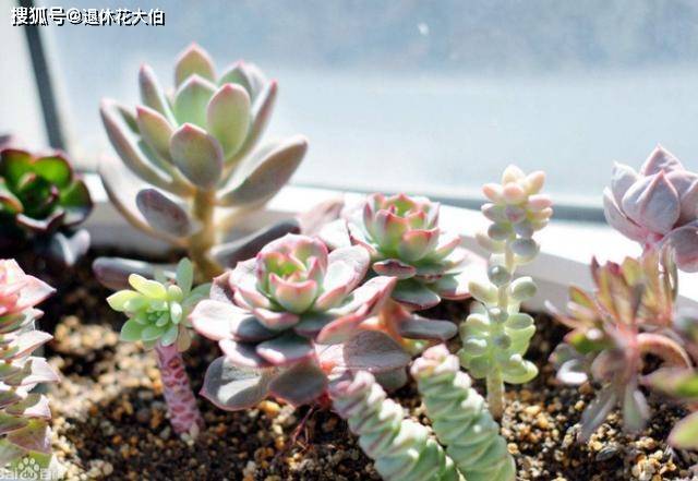什么时候给花换土 ab65bafe4efa43098ad9260412a8f082.jpeg