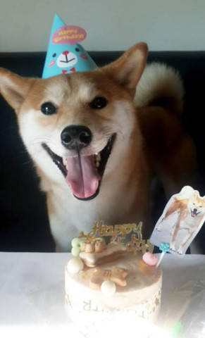 主人上班將柴犬鎖籠子裡，回來後柴犬還來開門，主人心都碎了 萌趣萌寵 第1张