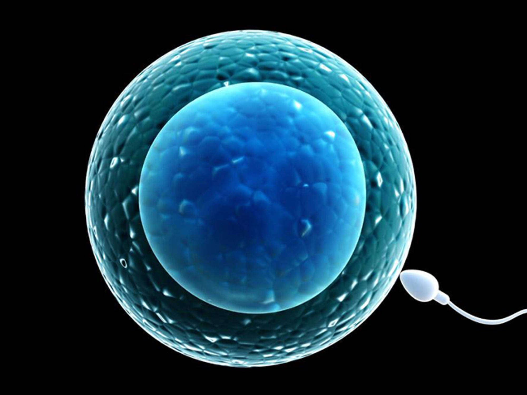 两个精子和一个卵子不等于双胞胎,区别很大,怀上也要小心