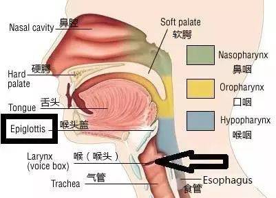 喉骨什么成语_喉骨图片(4)