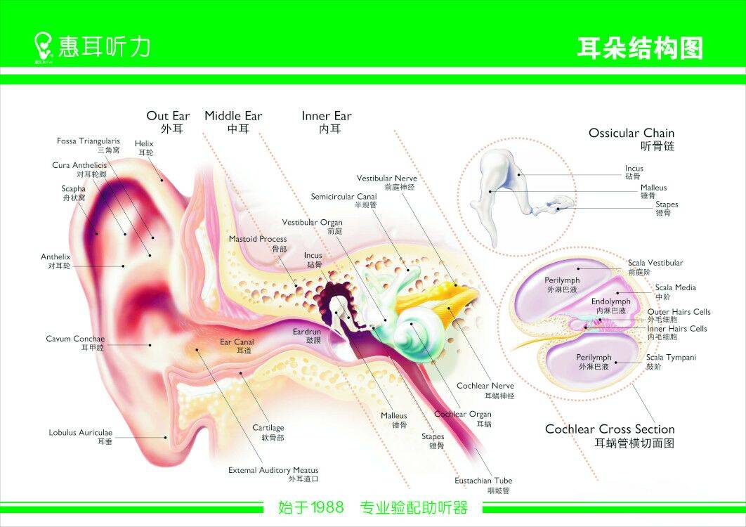kaiyun_
广州南沙惠耳助听器(图1)