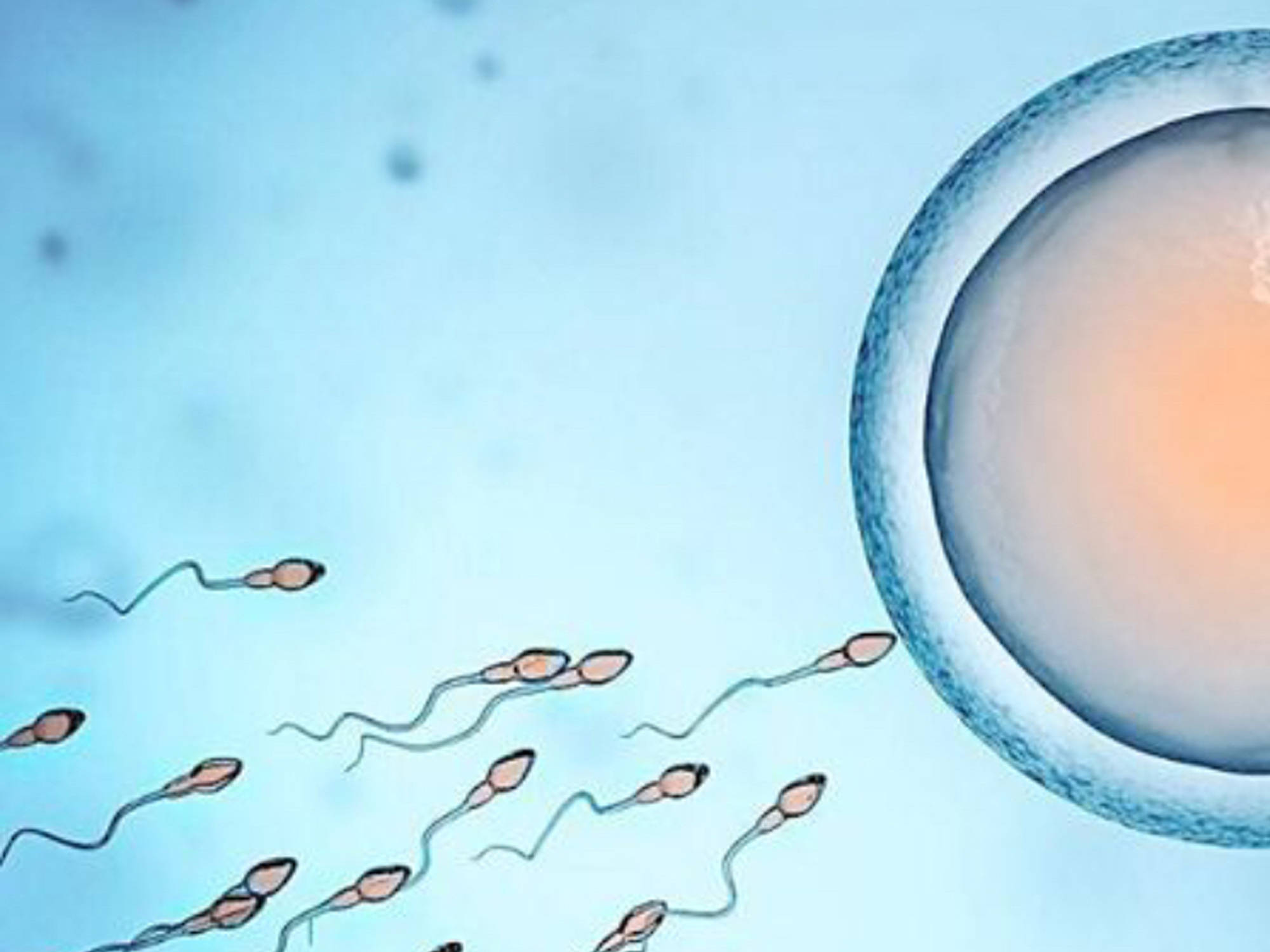 精子卵子细胞图片素材-编号28073242-图行天下