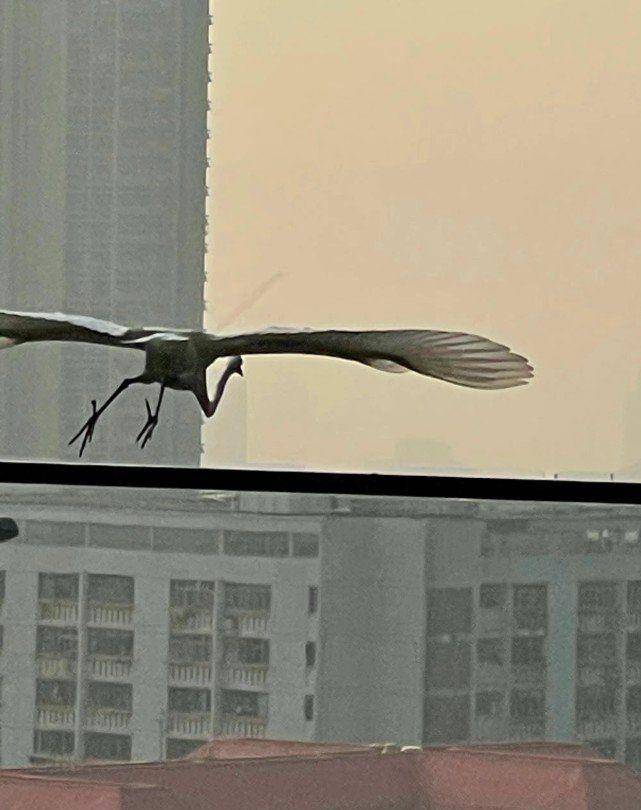 林青霞接种新冠疫苗！