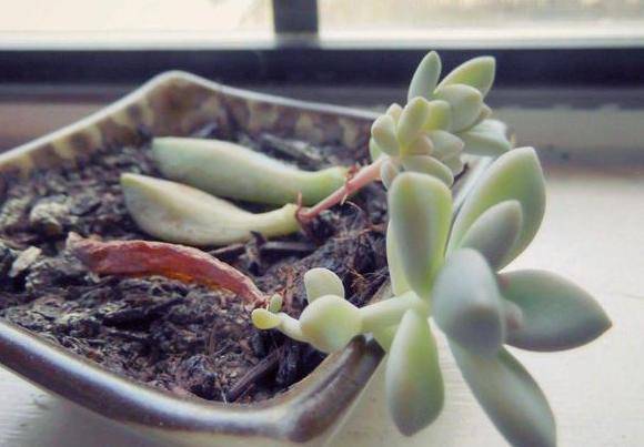 新手多肉叶插方法视频 16fe726aeb244179a4905a38d6899ad2.jpeg