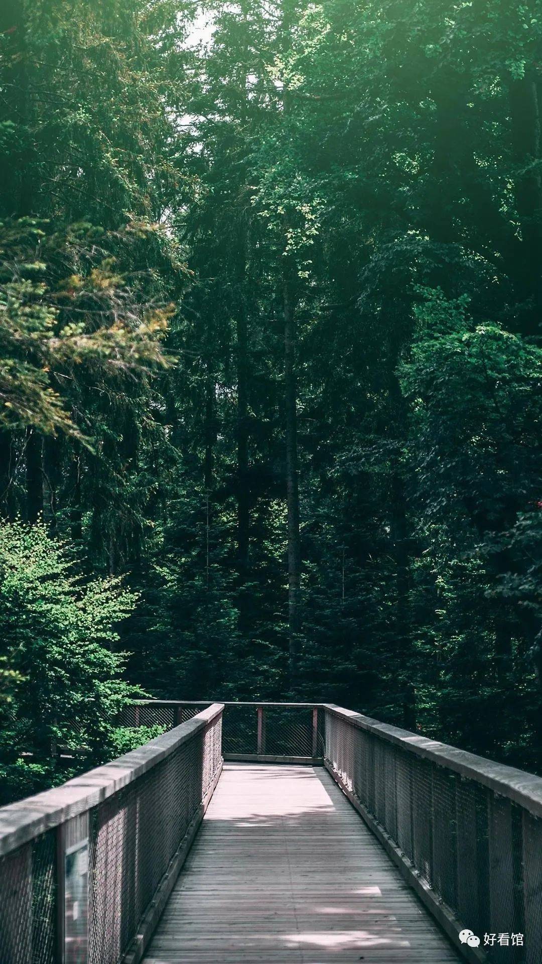 大自然绿色森林护眼风景壁纸|风景图片大全 大自然壁纸