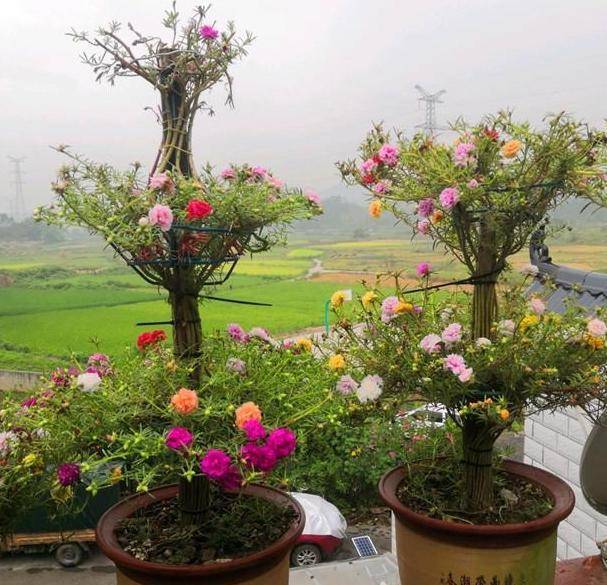 盆栽花推荐好养活 a2adfdf704e140e38a97bd8afe549266.jpeg