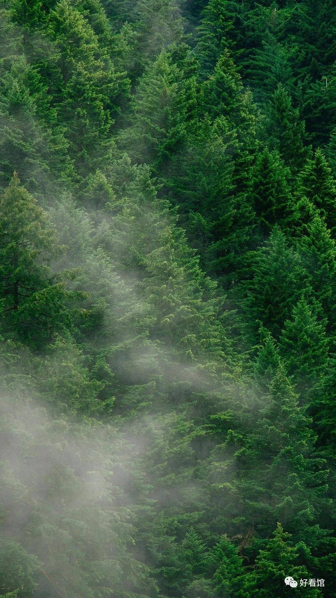 大自然绿色森林护眼风景壁纸|风景图片大全 大自然壁纸