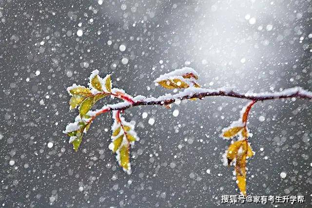 郑州的雪飘飘洒洒与雪花一起飘啊飘