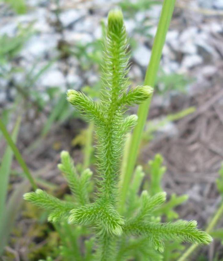 三叉草图片及功效 a0a14e0b77d748a9bd4ae84c8d8e2c93.jpeg