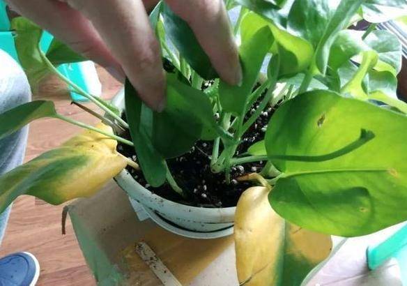 爬墙月季花怎么选 d6a8cc884fb54fa8a3a123035ed5721d.jpeg