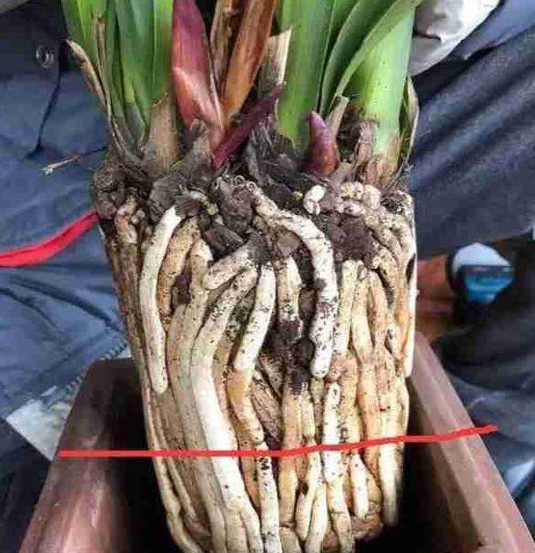 留盆多少人口_夏朝有多少人口