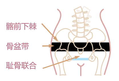 佩戴好的骨盆带应包裹好髂前下棘.