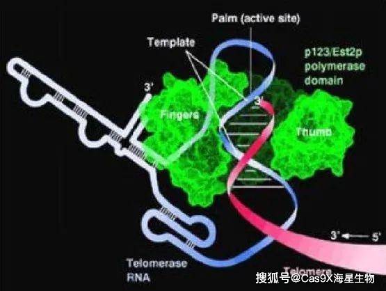 细胞永生化之端粒酶和多种抑癌基因