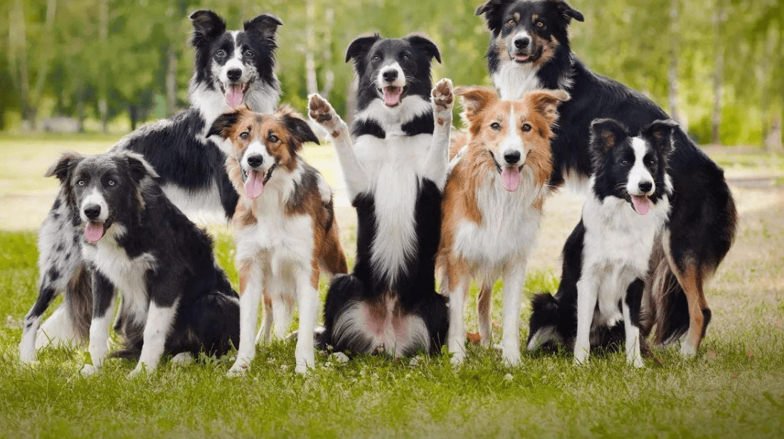 什么人不能养边牧犬 3d347d1d406a4f5c9d3bfdbba48aa2e4.png