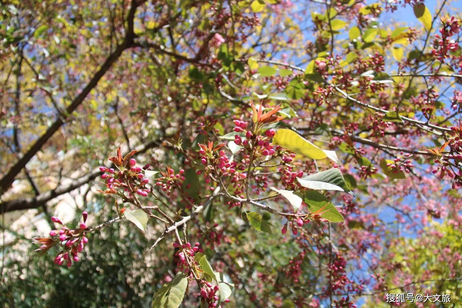 the game-cock clipt and armd for fightdoes the rising sun aff