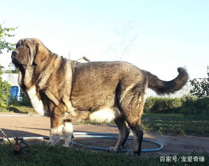 4800年历史古老獒犬,身形如同雄狮般强壮,獒犬中的巨无霸