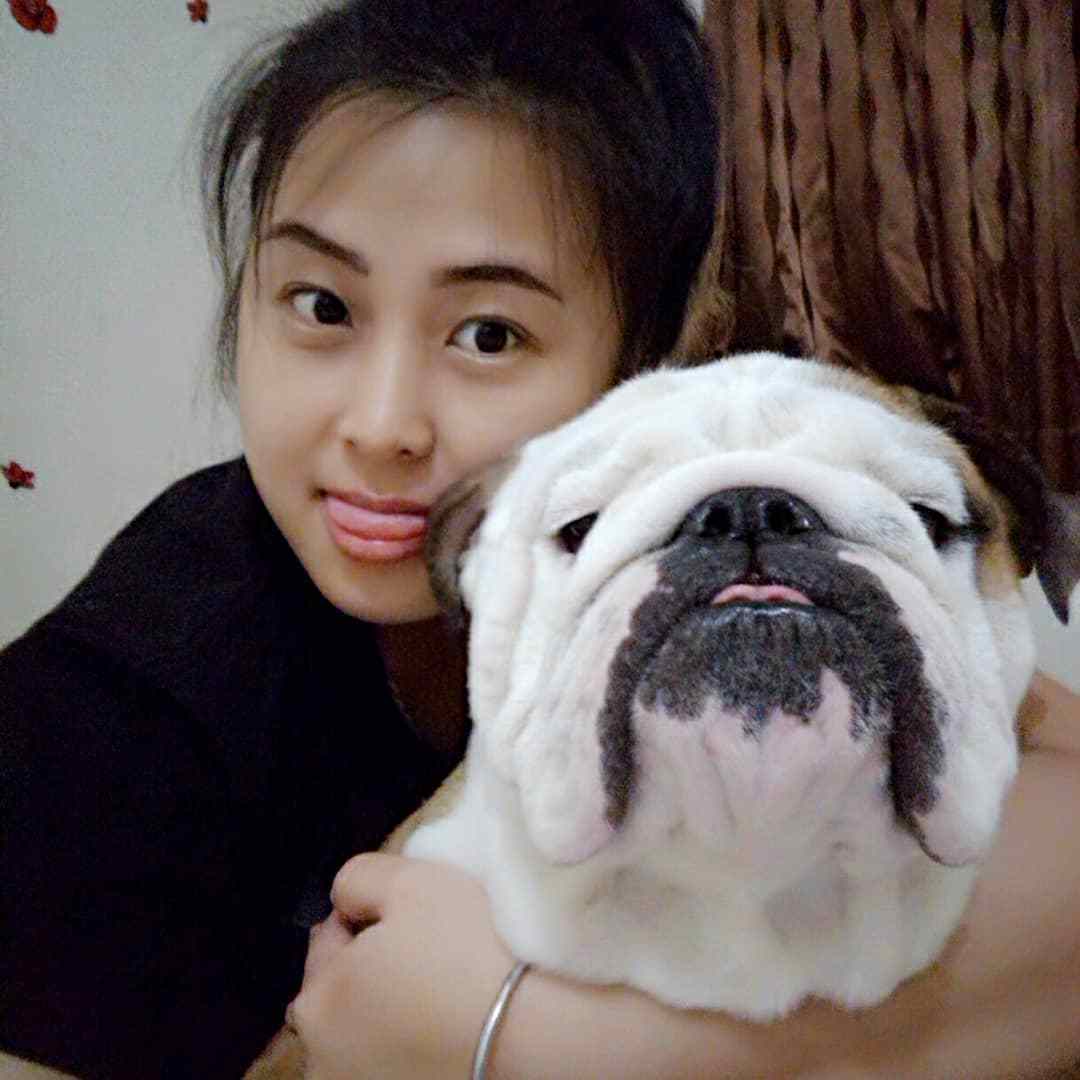 藍色鬥牛犬圖騰, 藍色, 鬥牛犬, 圖騰素材圖案，PSD和PNG圖片免費下載, image size:1080x1080