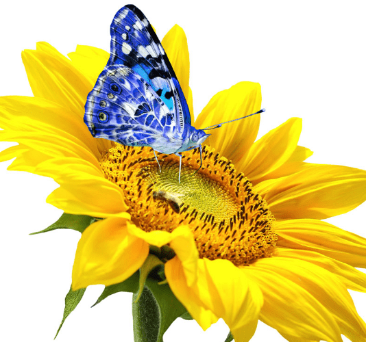 1306ea798cc645deb2dea01da07f181d.png