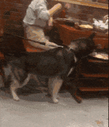 原创gif搞笑趣图:那些嫁到山东来的俄罗斯媳妇,现在怎么样了?