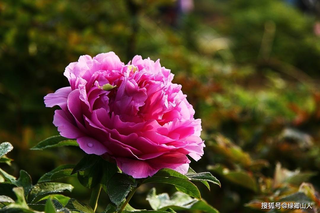 牡丹花壁纸1080,牡丹花壁纸手机壁纸 看遍花无胜此花,剪云披雪蘸丹砂——牡丹花
