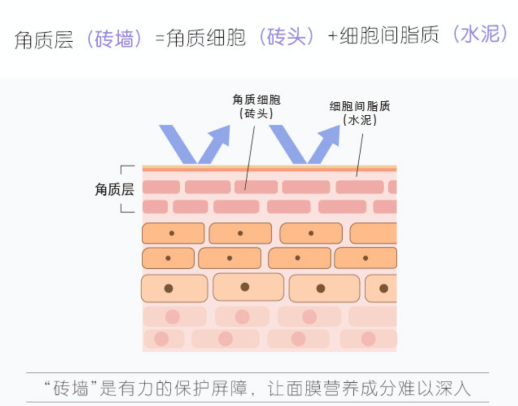 皮脂膜,角质层,透明层,颗粒层,层层叠加,共同搭建起"砖墙"一样的肌肤