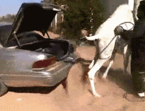 原创gif搞笑趣图:你家孩子的被子里面是什么?