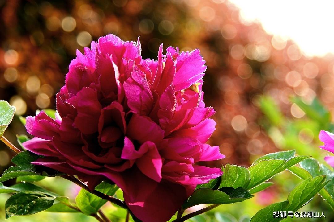 牡丹花壁纸1080,牡丹花壁纸手机壁纸 看遍花无胜此花,剪云披雪蘸丹砂——牡丹花