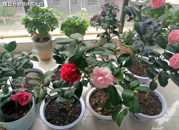 茶叶能放花盆里养花吗 ed3a405b2c554c7d85e28d2e2e5b4ee6.jpeg