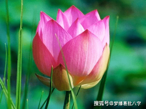 f75fb7b45fa241ad862740b9c81736a7.png