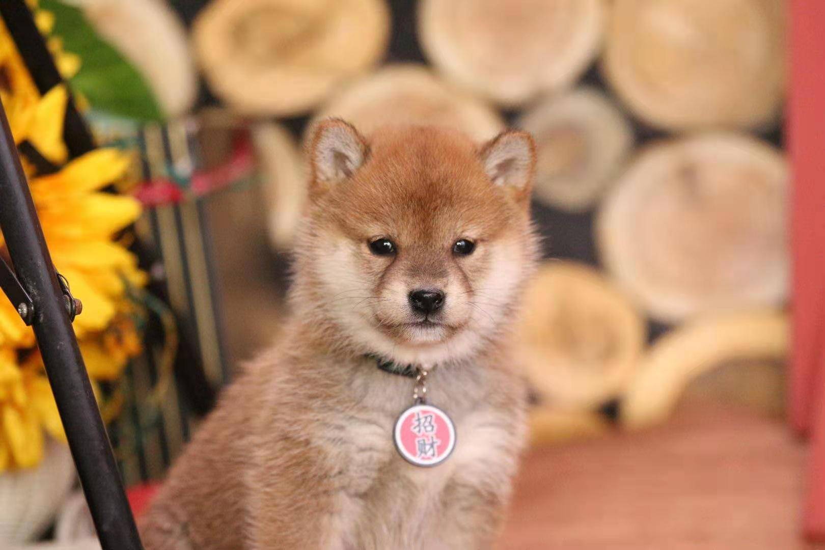 豆柴多少钱一只？豆柴价格下降了？_搜狐网