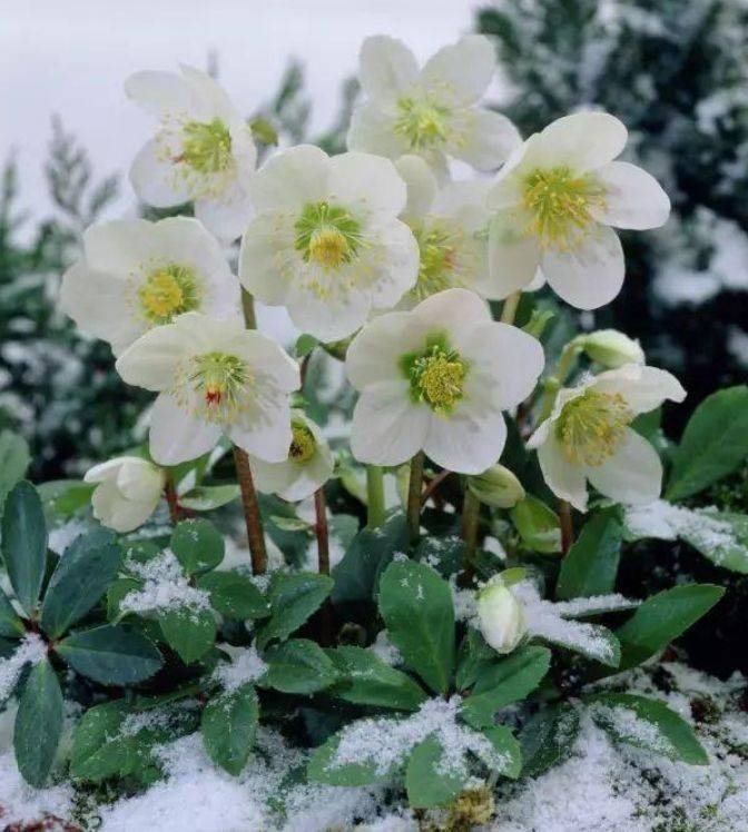 花种子大全500种易种活 24ea997536ee458b97792218b5de1b9d.jpeg