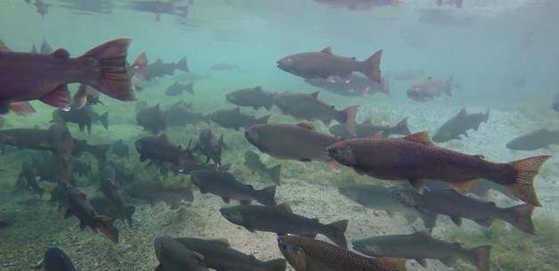 鱼多大可以繁殖 99314419ed794393936857d1436dd031.jpeg