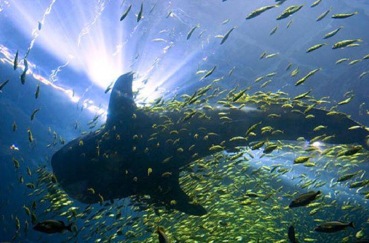 世界上最大的水族馆，有10万多种海洋生物，安检比机场还要严格