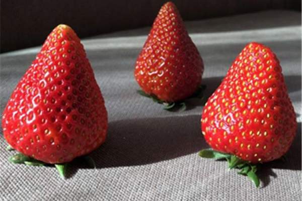 草莓品种排名_草莓品种大全及照片